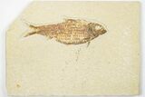 4.4" Detailed Fossil Fish (Knightia) - Wyoming - #201583-1